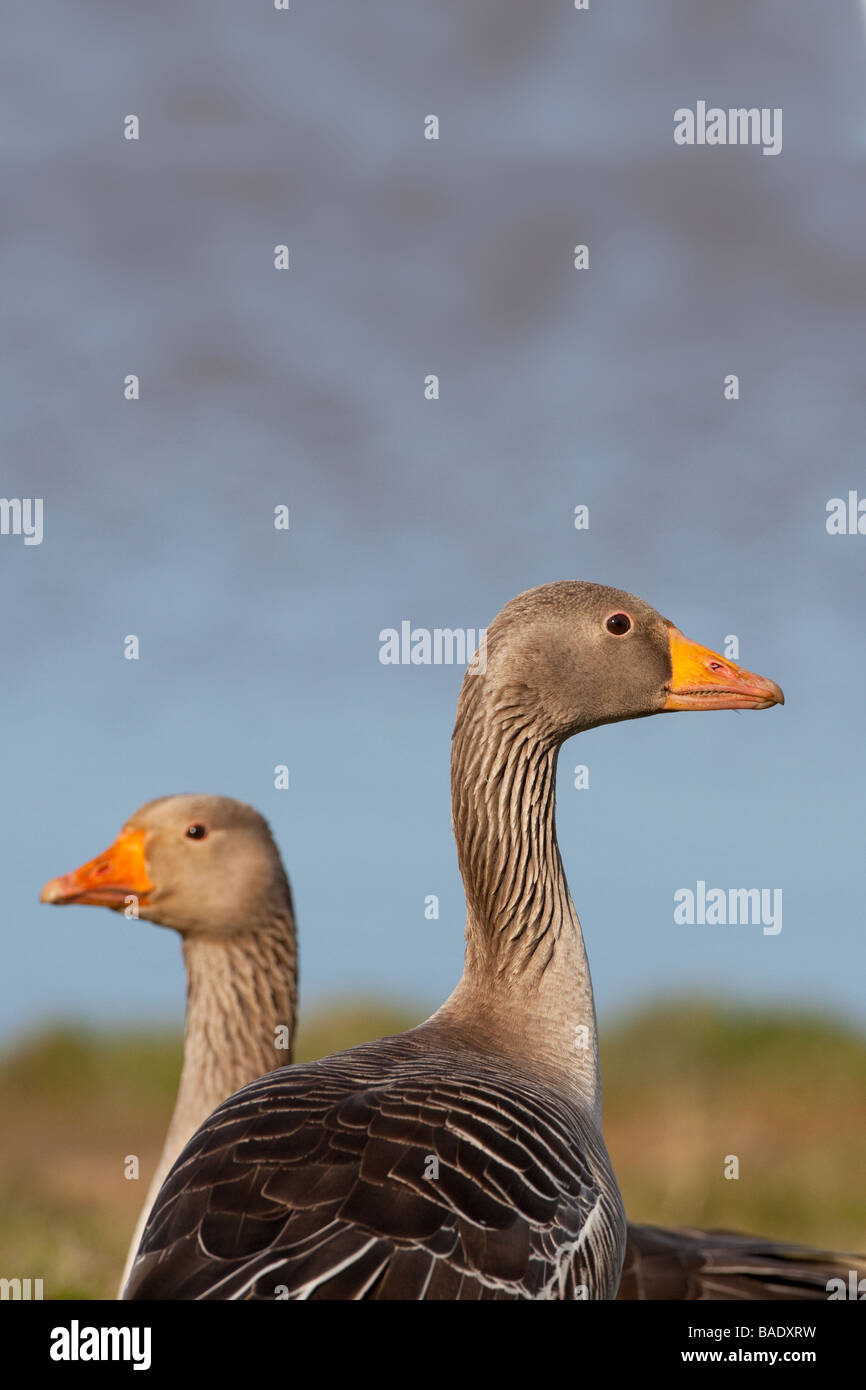 Graugans Gänse Ansa ansa Stockfoto