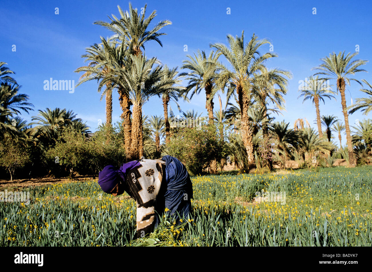 Marokko, Anti-Atlas, Draa-Tal, Agdz, Frau Felder in einem Palmenhain Stockfoto