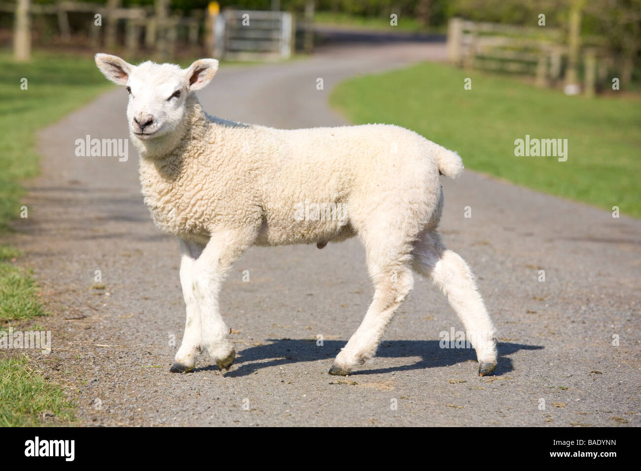 Eine saubere junges Lamm stehend auf einer Landstraße, die durch grüne Felder Stockfoto