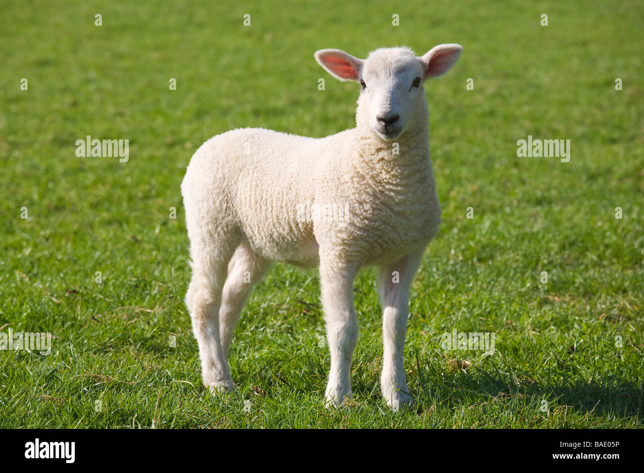 Eine saubere junges Lamm stehend auf einer Landstraße, die durch grüne Felder Stockfoto