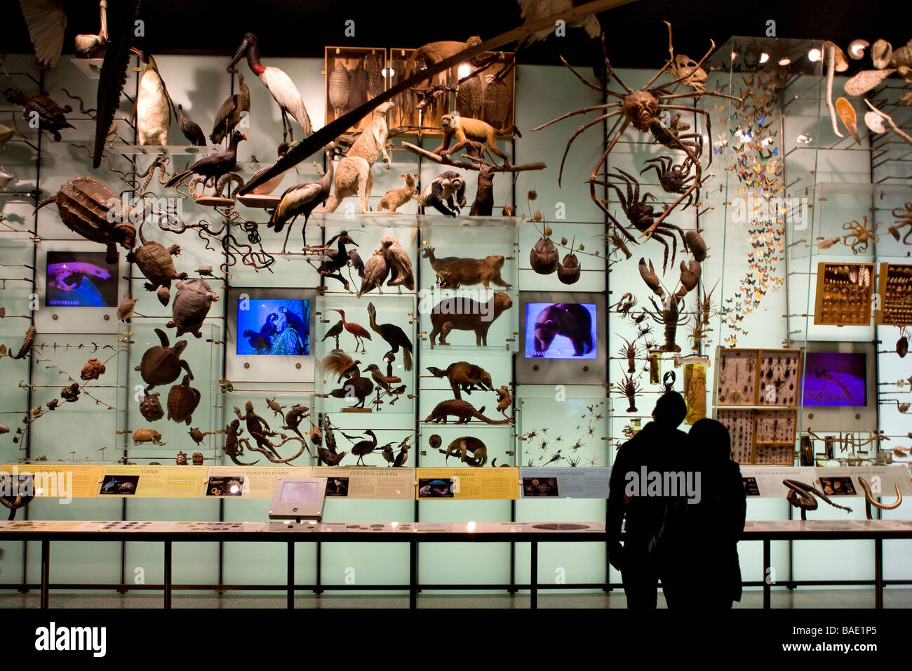 Vereinigte Staaten, New York, American Museum of Natural History, Evolution Galerie Besucher Silhouette Stockfoto