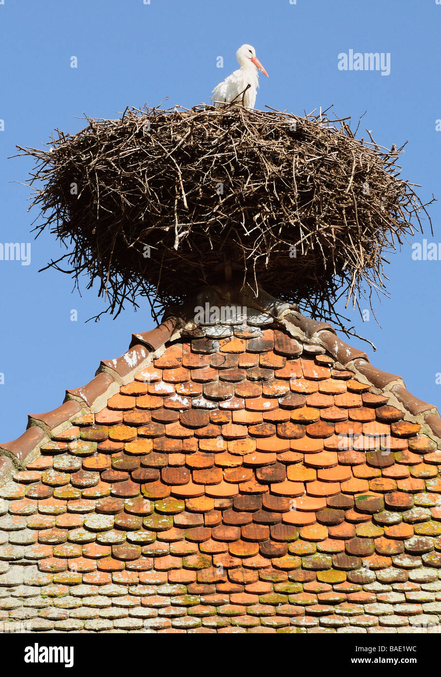 Storch im Nest auf Turm, Kaysersberg, Haut-Rhin, Elsass, Frankreich Stockfoto