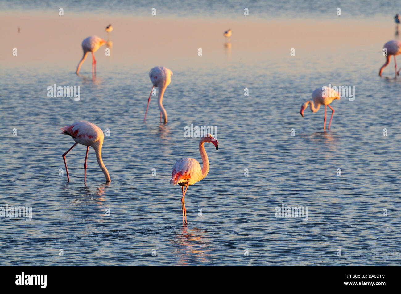 Flamingos stehen im Wasser, Camargue, Frankreich Stockfoto