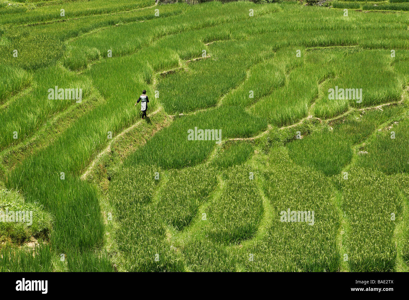 Reisfeld, Sapa, Provinz Lao Cai, Vietnam Stockfoto