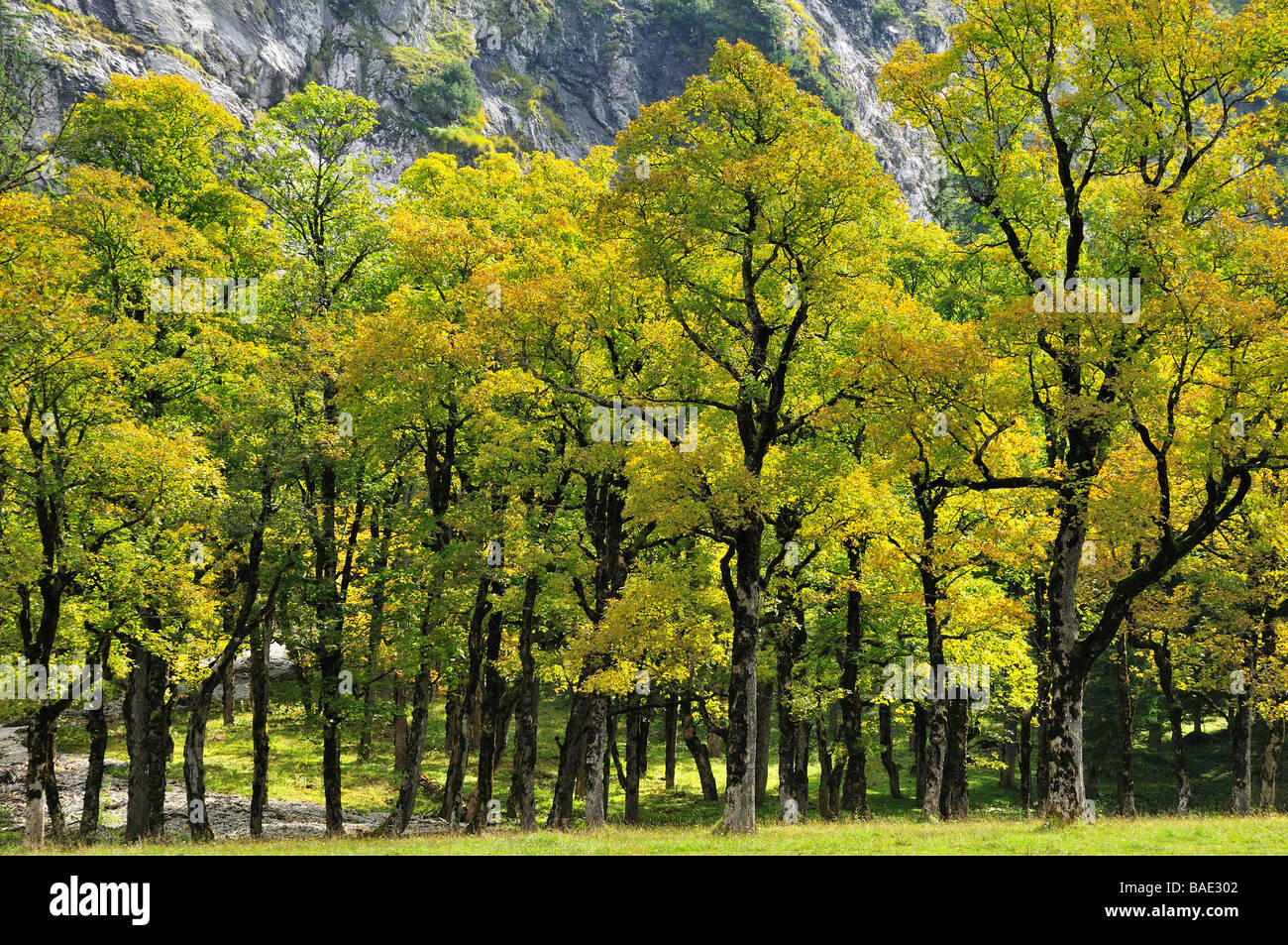 Maple Grove von Bergen, Tirol, Österreich Stockfoto