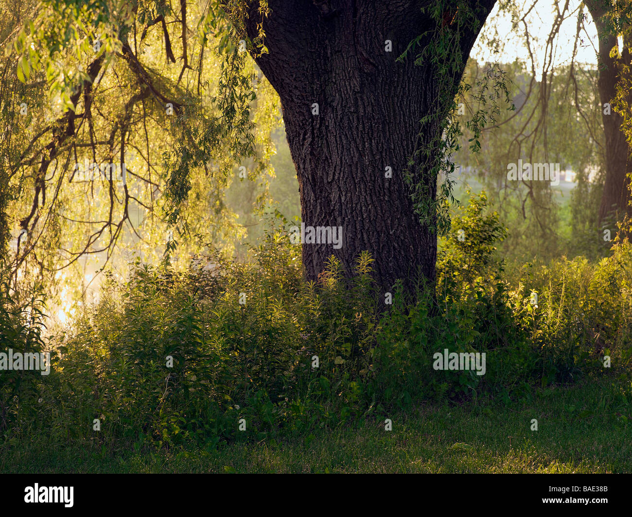 Willow Tree-Teich Stockfoto