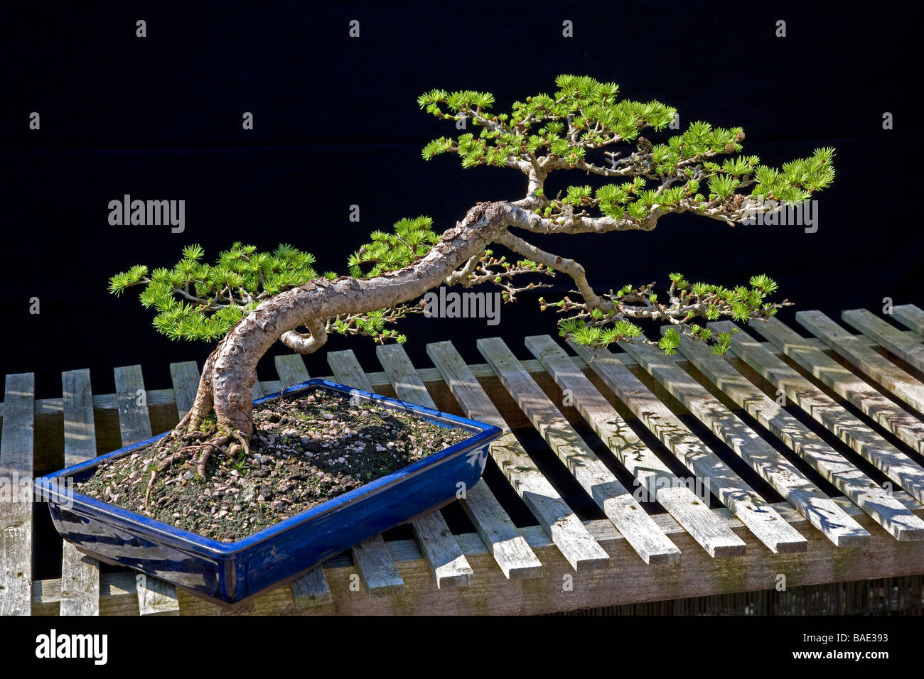 Bonsai Japanischer Lärche Stockfoto