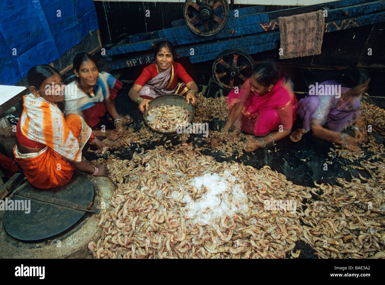 Indien, Bundesstaat Maharashtra, Mumbai (Bombay), Sassoon Docks, der Fischmarkt, Frauen schälen Garnelen Stockfoto