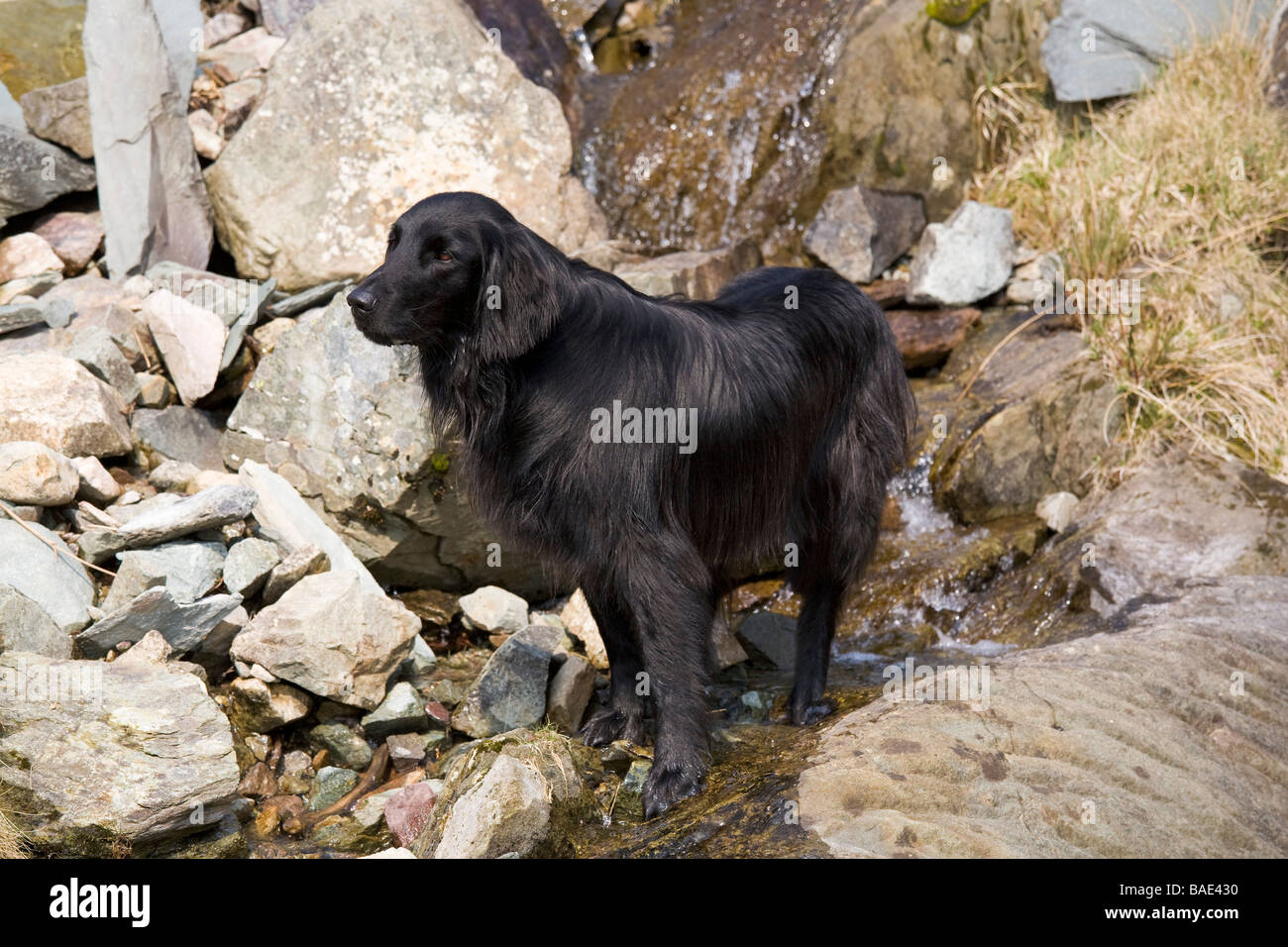 Schwarze flache coated Retriever Hund steht in einem Gebirgsbach Stockfoto