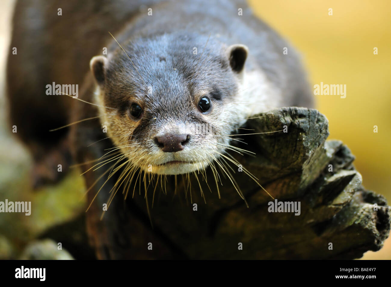 Orientalische kleine krallenbewehrten Otter Aonyx Cinerea auch bekannt als asiatische kleine krallte Otter Stockfoto