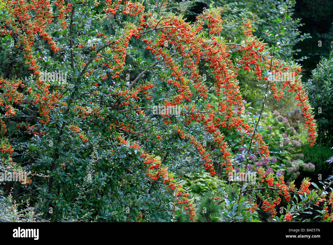 Pyracantha Orange Leuchten Stockfoto