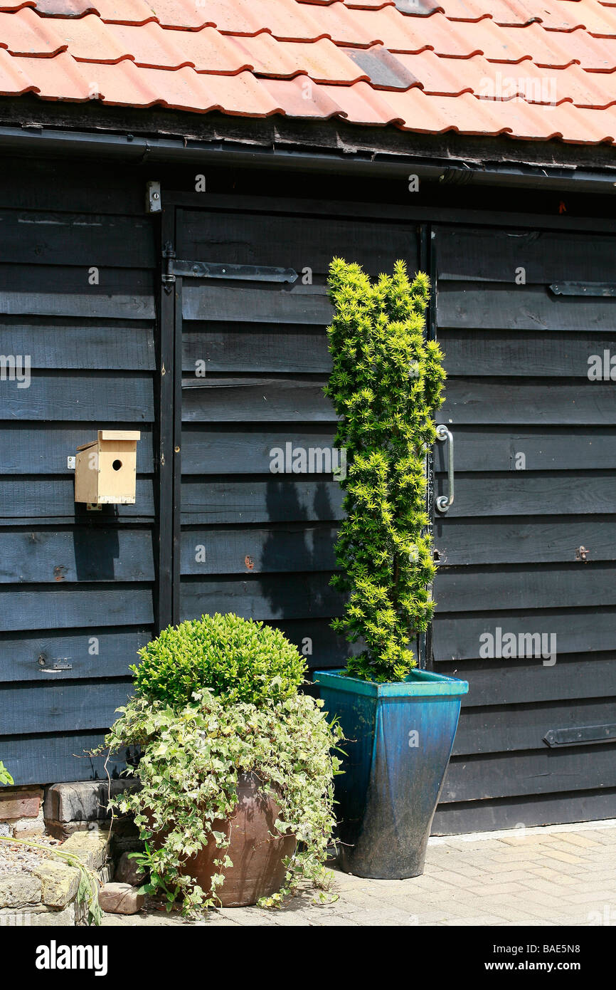 Hedera, Buxus und Taxus Baccata Fastigiata Stockfotografie Alamy