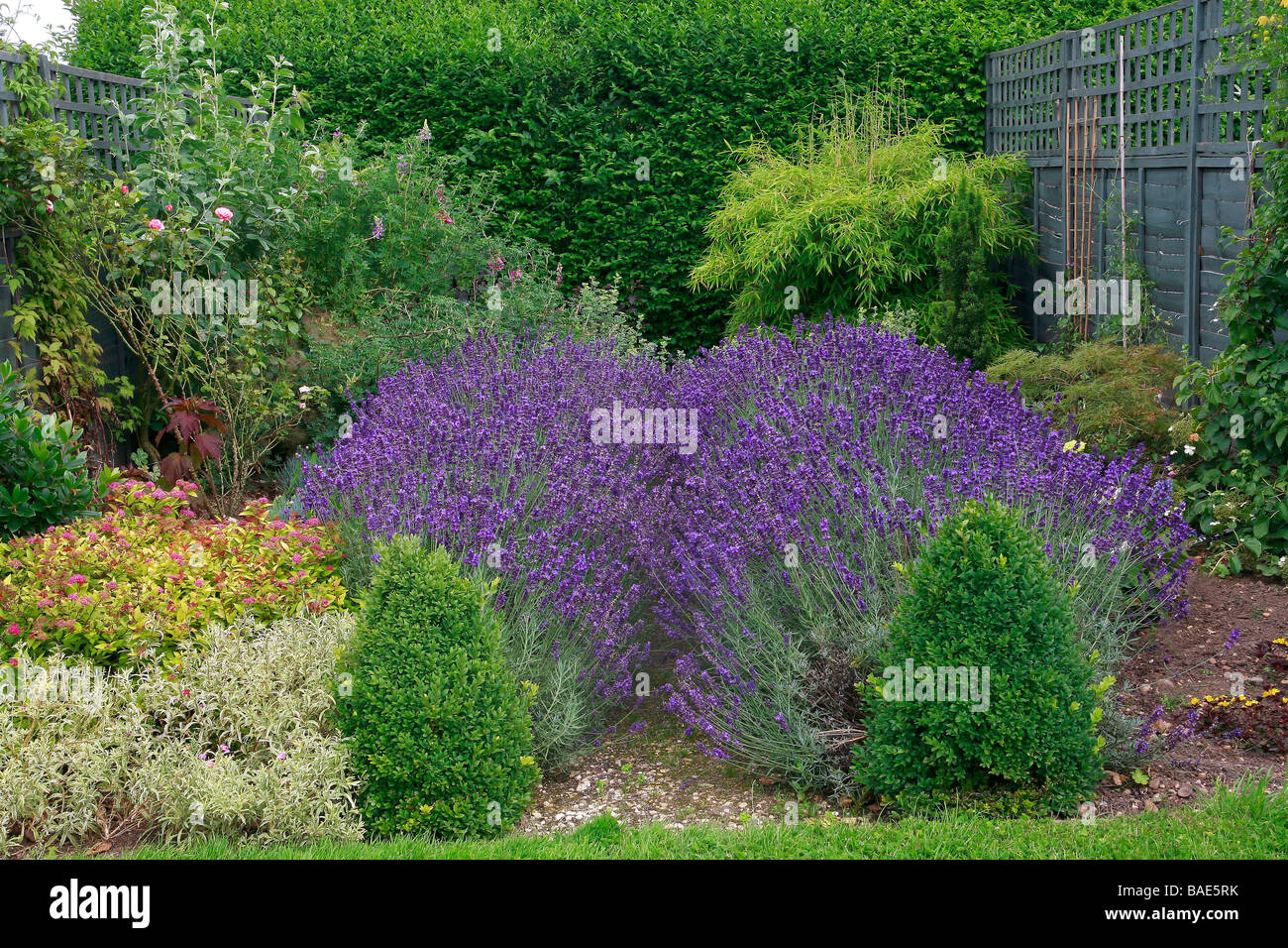 Garten mit Lavendel, Rose, Cistus, Box, Bambus Stockfotografie - Alamy