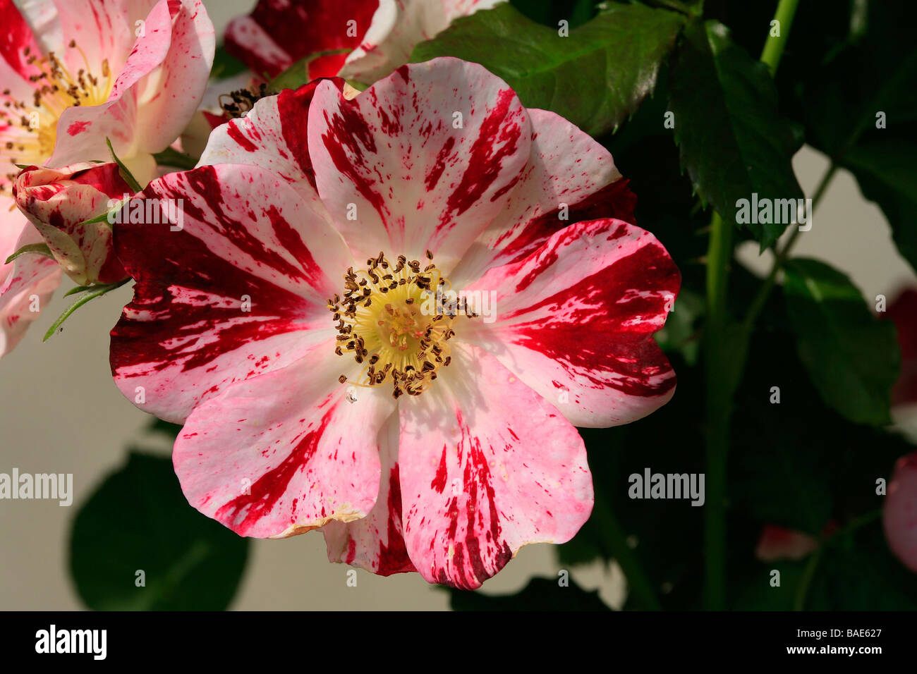 Rosa Ramoicante "Ecole de Barbizon" Stockfoto