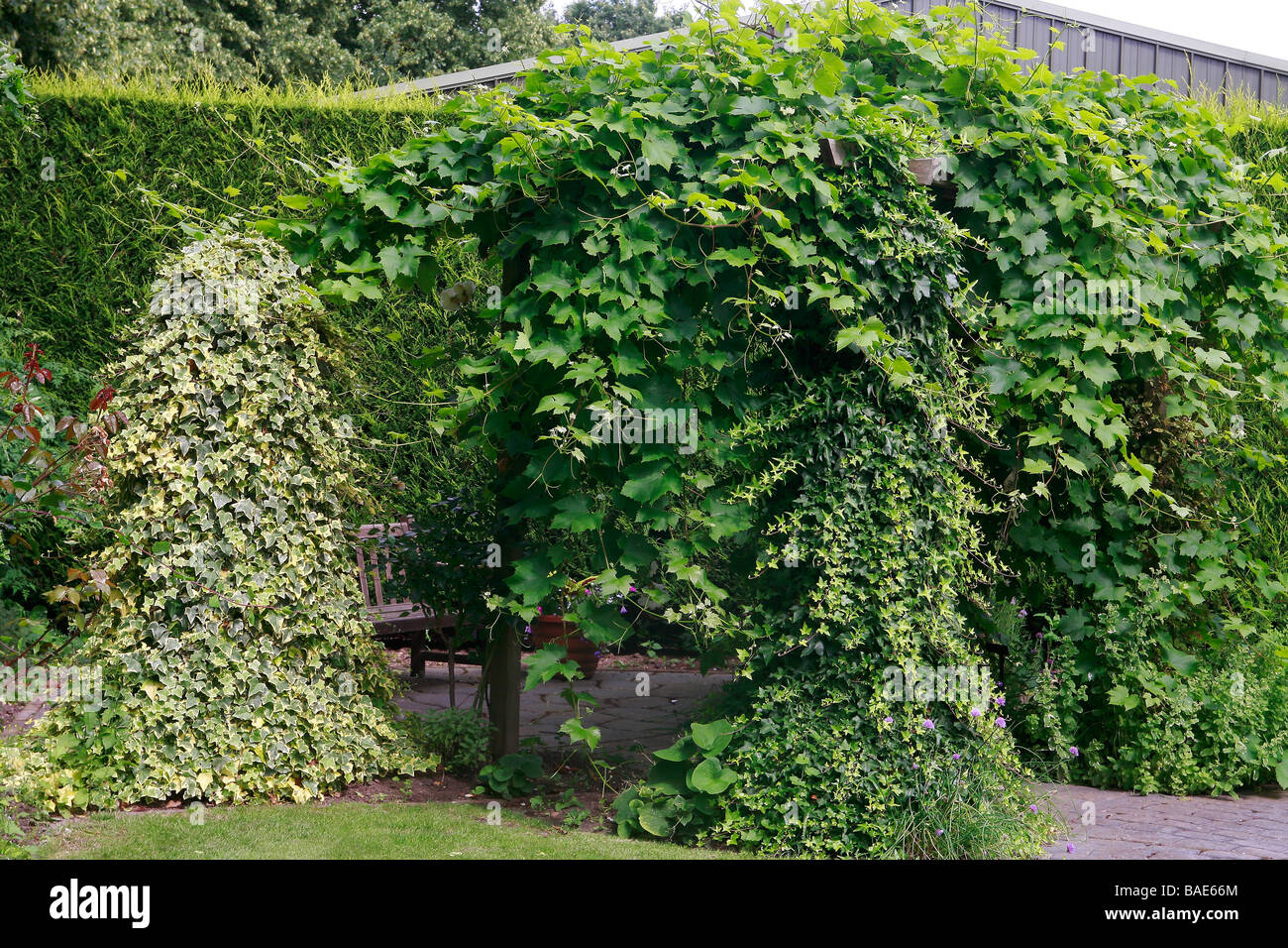Pergola mit Efeu Stockfotografie - Alamy