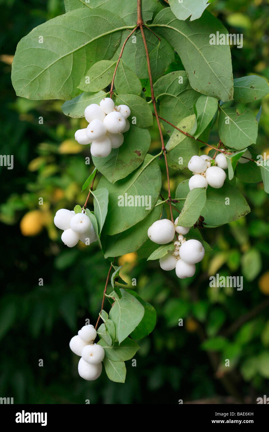 Symphoricarpos Albus var. laevigatus Stockfotografie Alamy