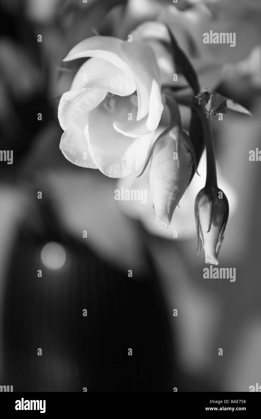 Weiße Blumen in schwarzer Vase. Black@White Stockfoto