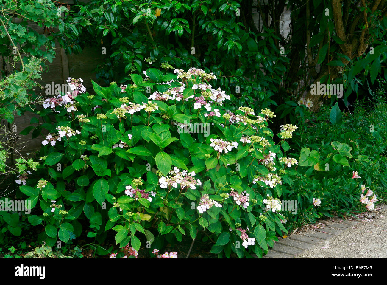 Hydrangea Macrophylla Blue Wave Stockfoto