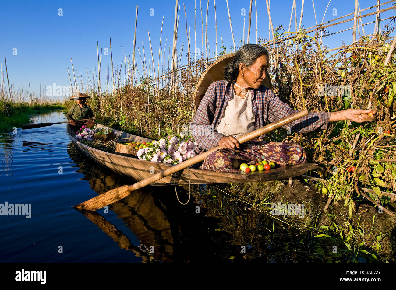 Myanmar (Burma), Shan-Staat, Inle-See, Daw Ni und Ma Hnaung Tomaten in ihrem schwimmenden Garten Ernte Stockfoto
