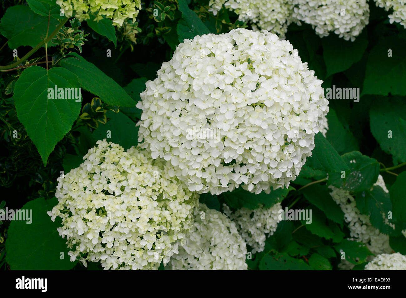 Hydrangea Arborescens Annabelle Stockfotografie - Alamy