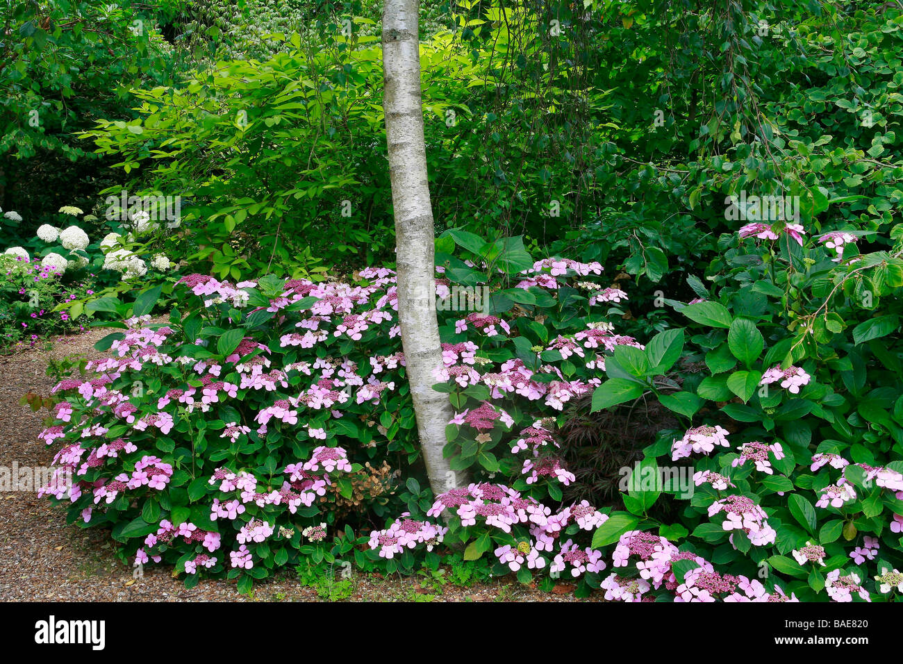 Hydrangea Macrophylla "Blue Wave" Stockfoto