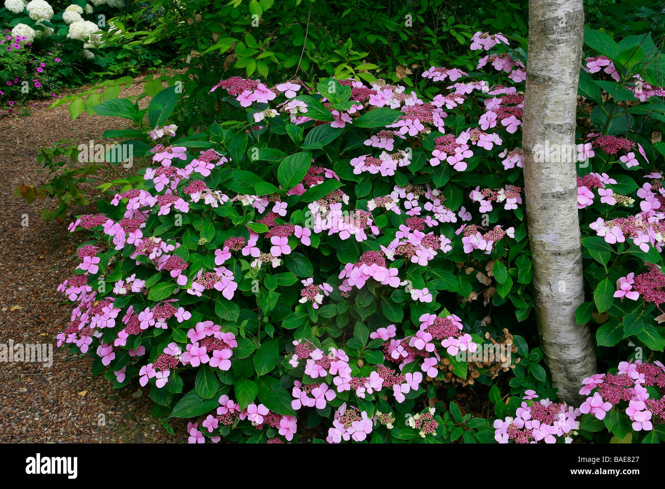 Hydrangea Macrophylla "Blue Wave" Stockfoto