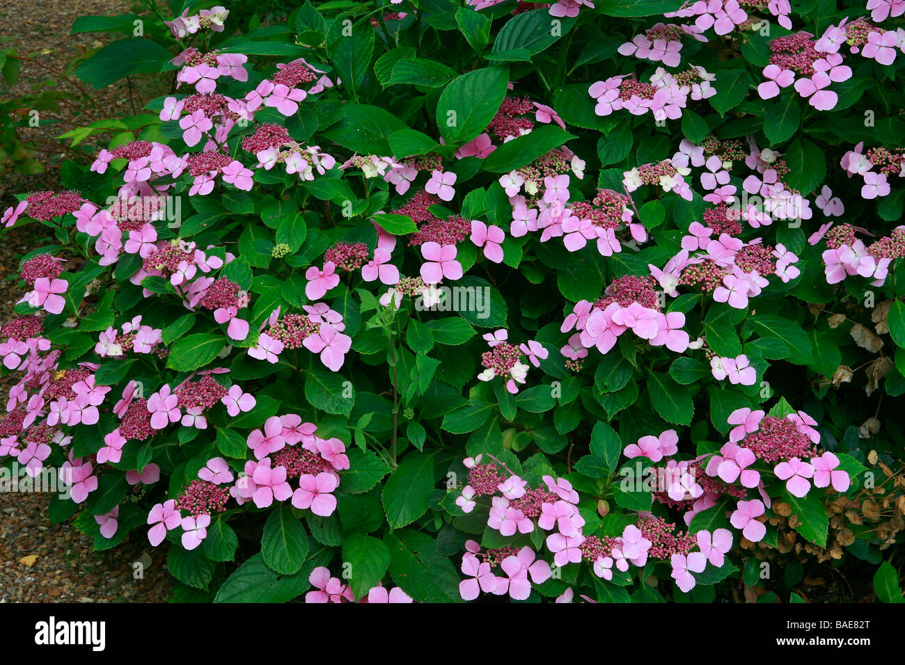 Hydrangea Macrophylla "Blue Wave" Stockfoto