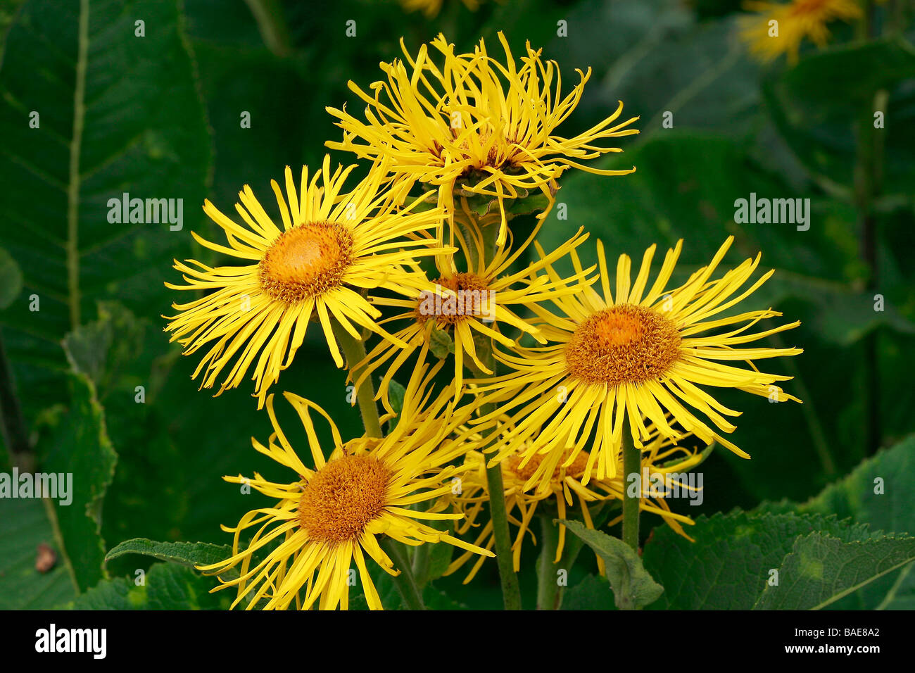 Inula helenium Stockfoto