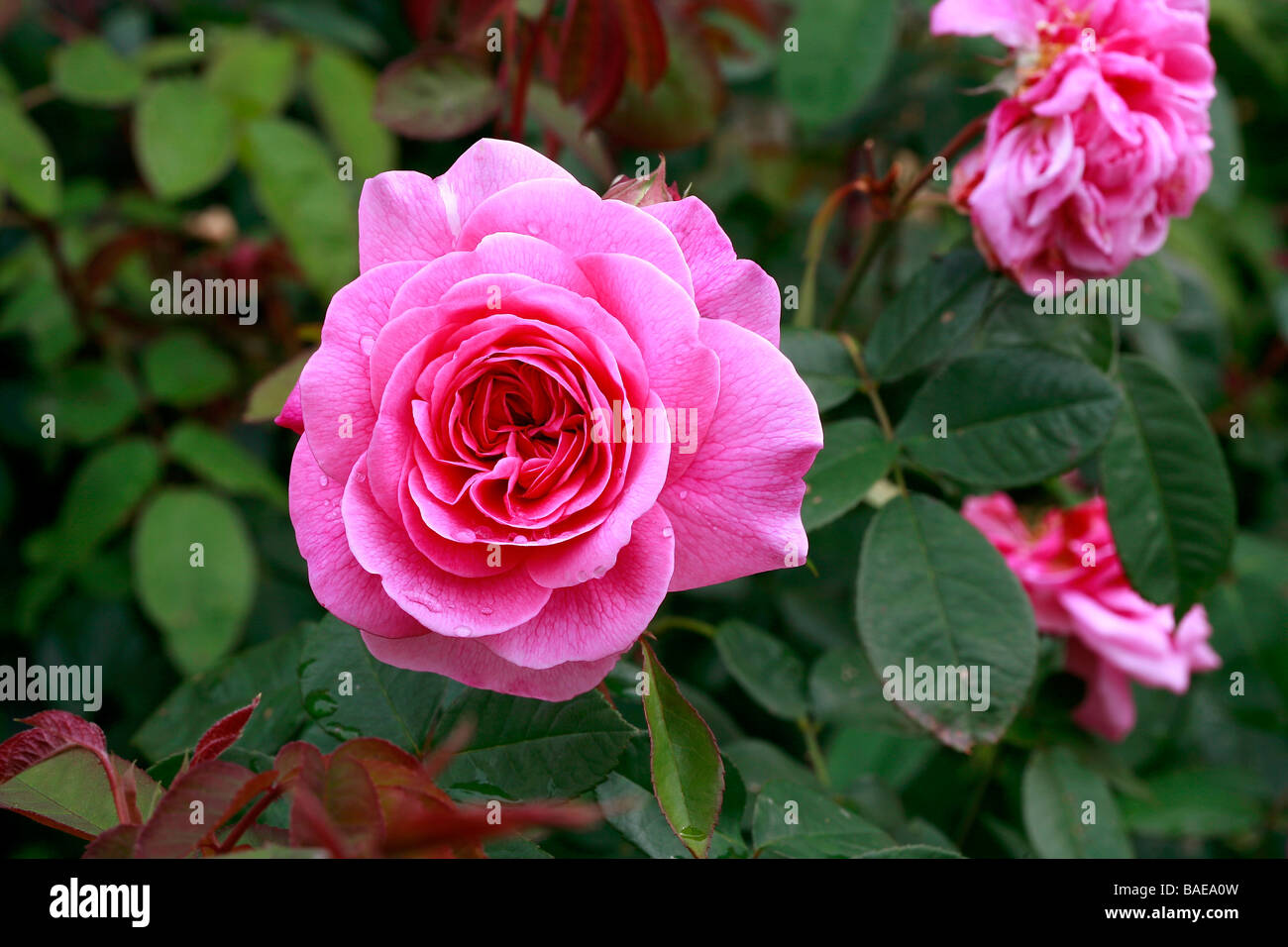 Englische rose 'Gertrude Jekyll' Stockfoto