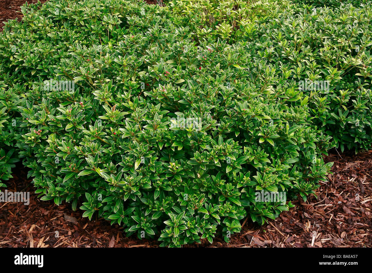 Skimmia Japonica 'Humpty Dumpty' Stockfoto