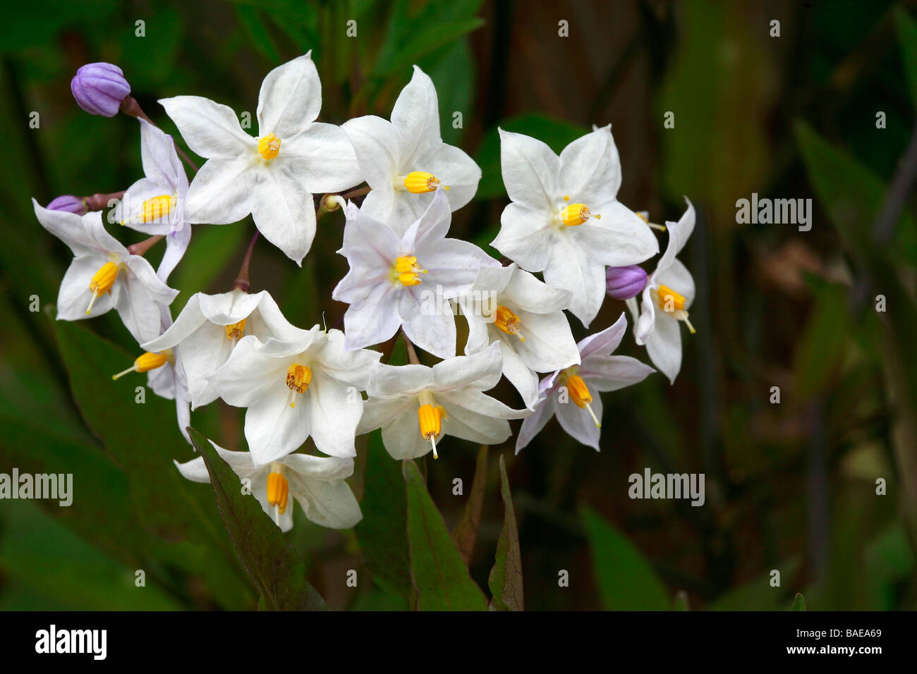 Solanum Jasminoides "Album" Stockfoto