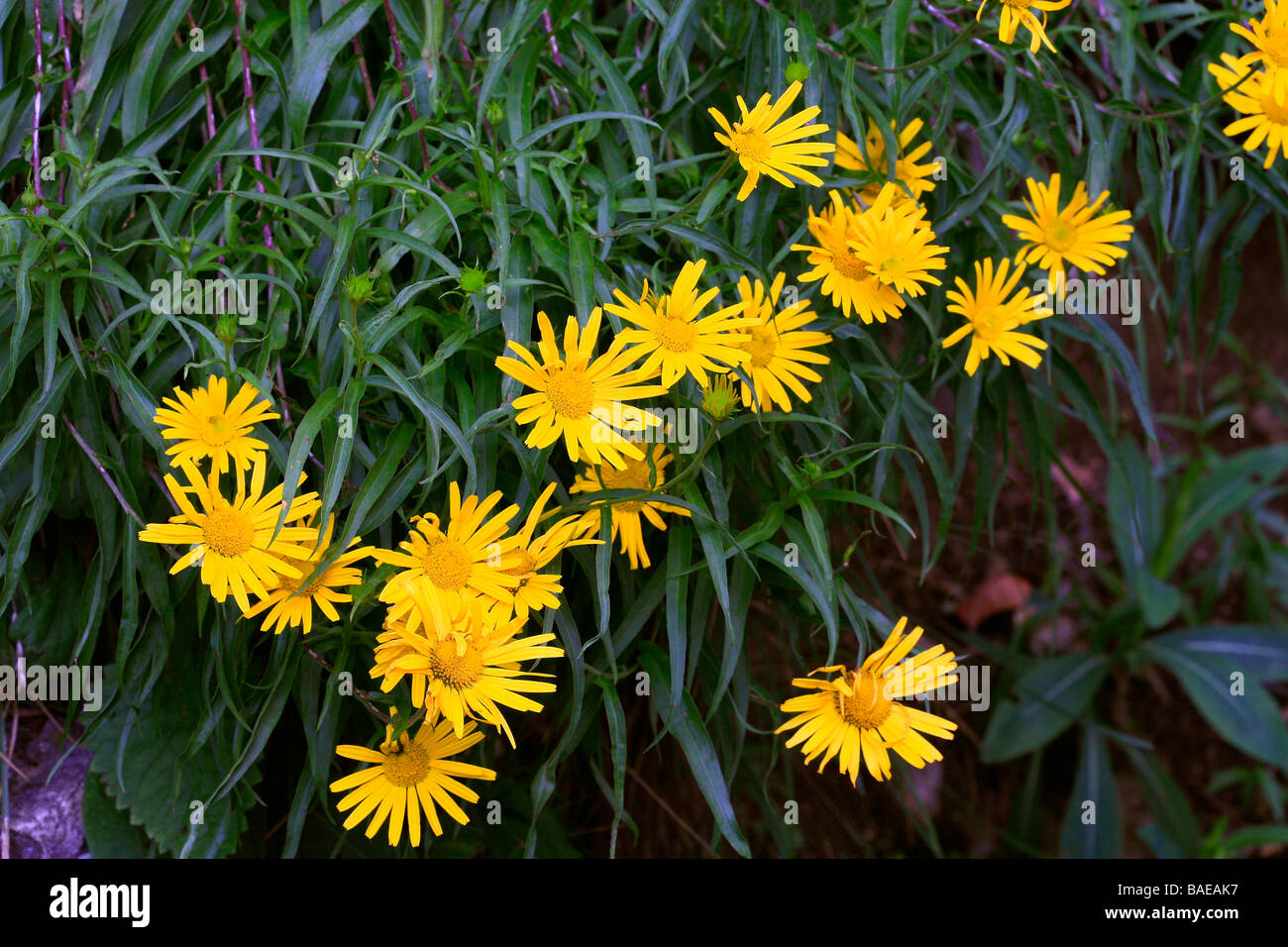 Buphthalmum Salicifolium Arabis pumila Stockfoto