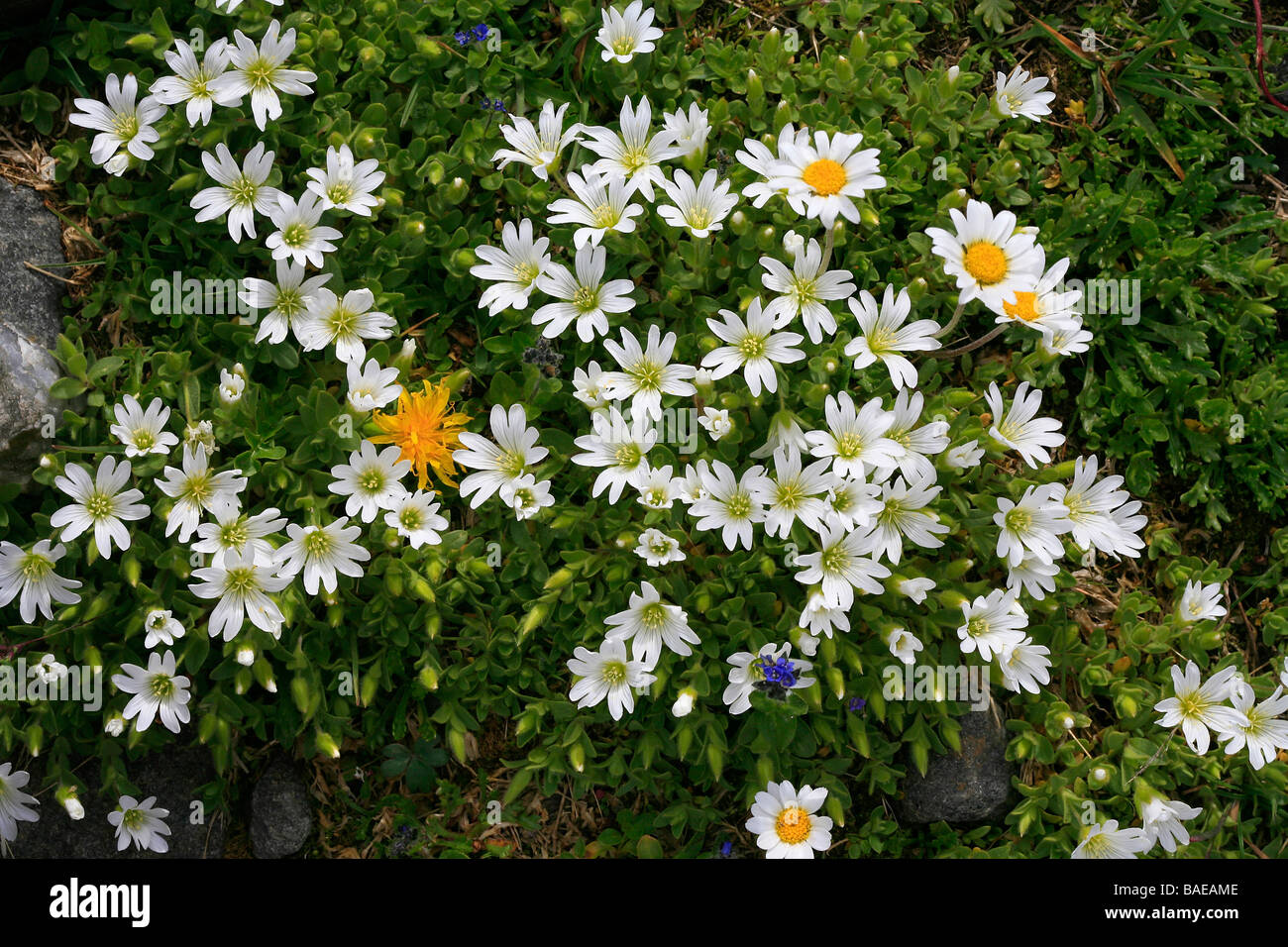 Cerastium latifolium Stockfoto