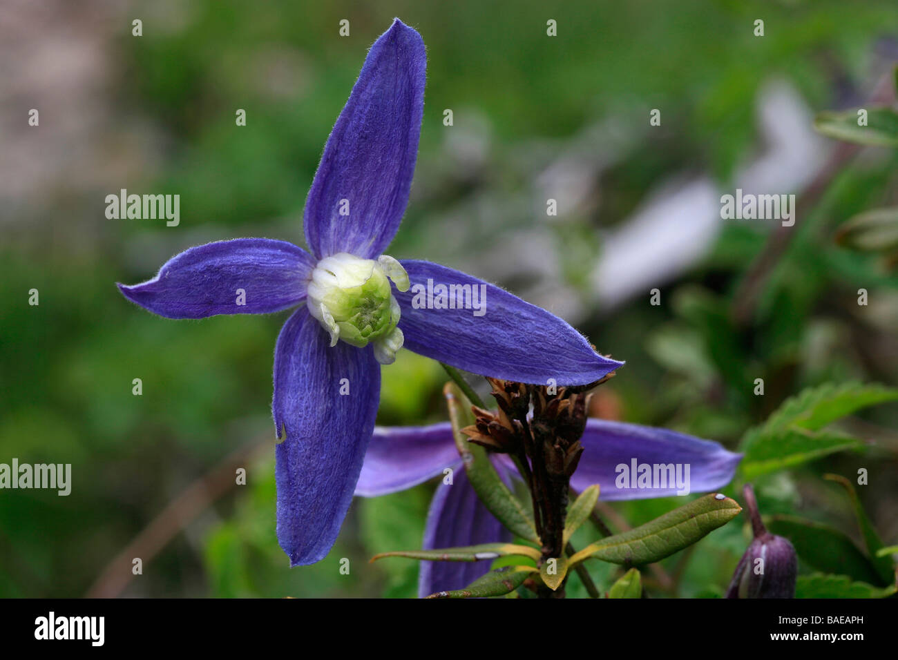 Clematis alpina Stockfoto