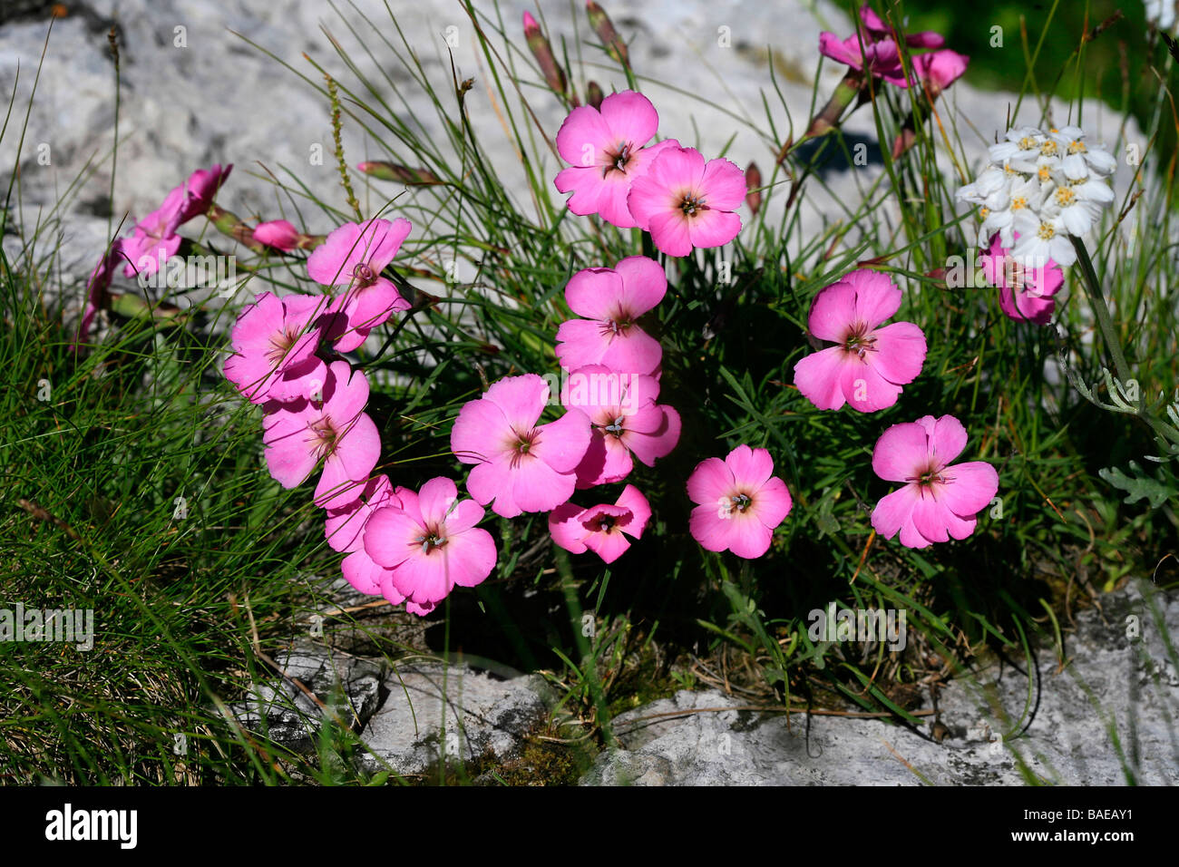 Dianthus rosa Stockfoto