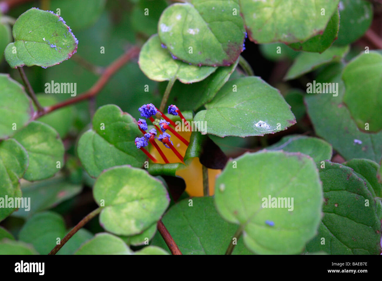 Fuchsia procumbens Stockfoto