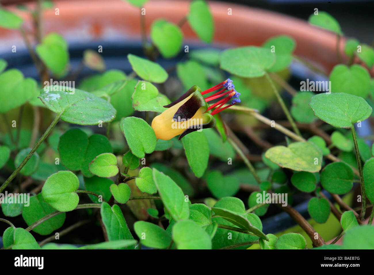 Fuchsia procumbens Stockfoto