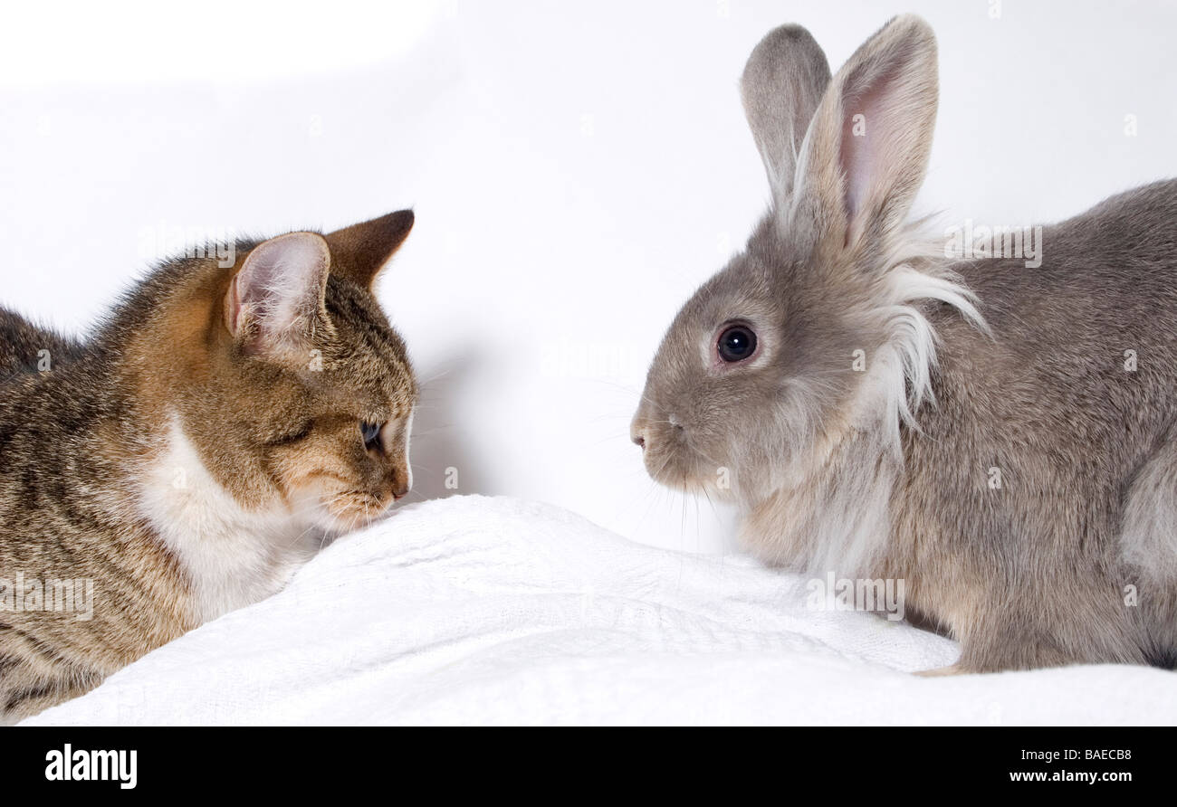 Hase katze -Fotos und -Bildmaterial in hoher Auflösung – Alamy