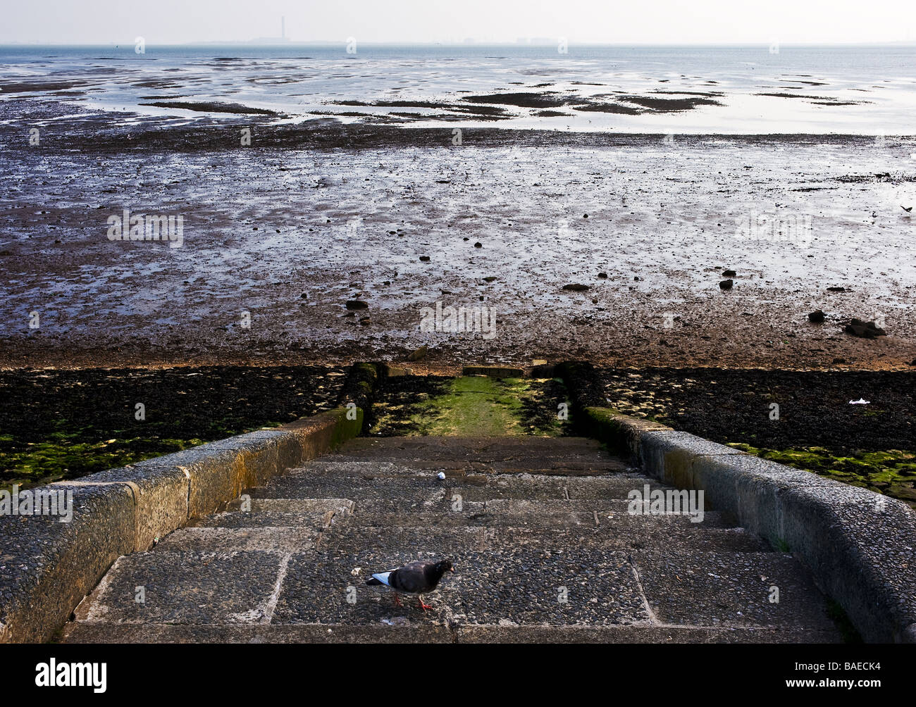 Eine Taube auf Betontreppen führt hinunter zum Strand von Southend on Sea in Essex. Stockfoto
