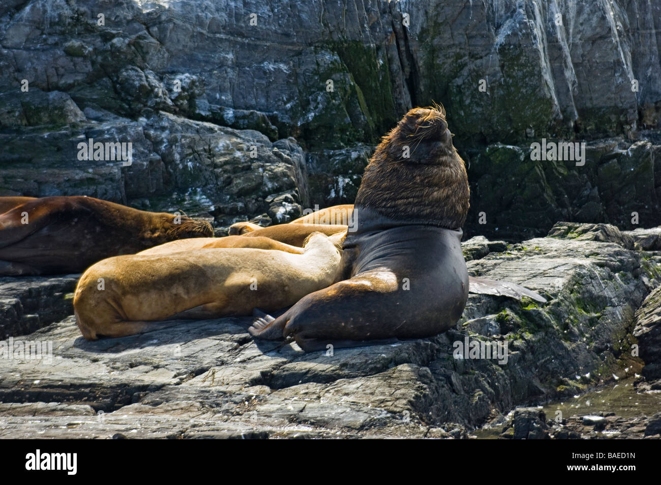 Dichtungen auf Isla de Los Lobos, Beagle-Kanal, Tierra Del Fuego, Ushuaia, Argentinien. Stockfoto