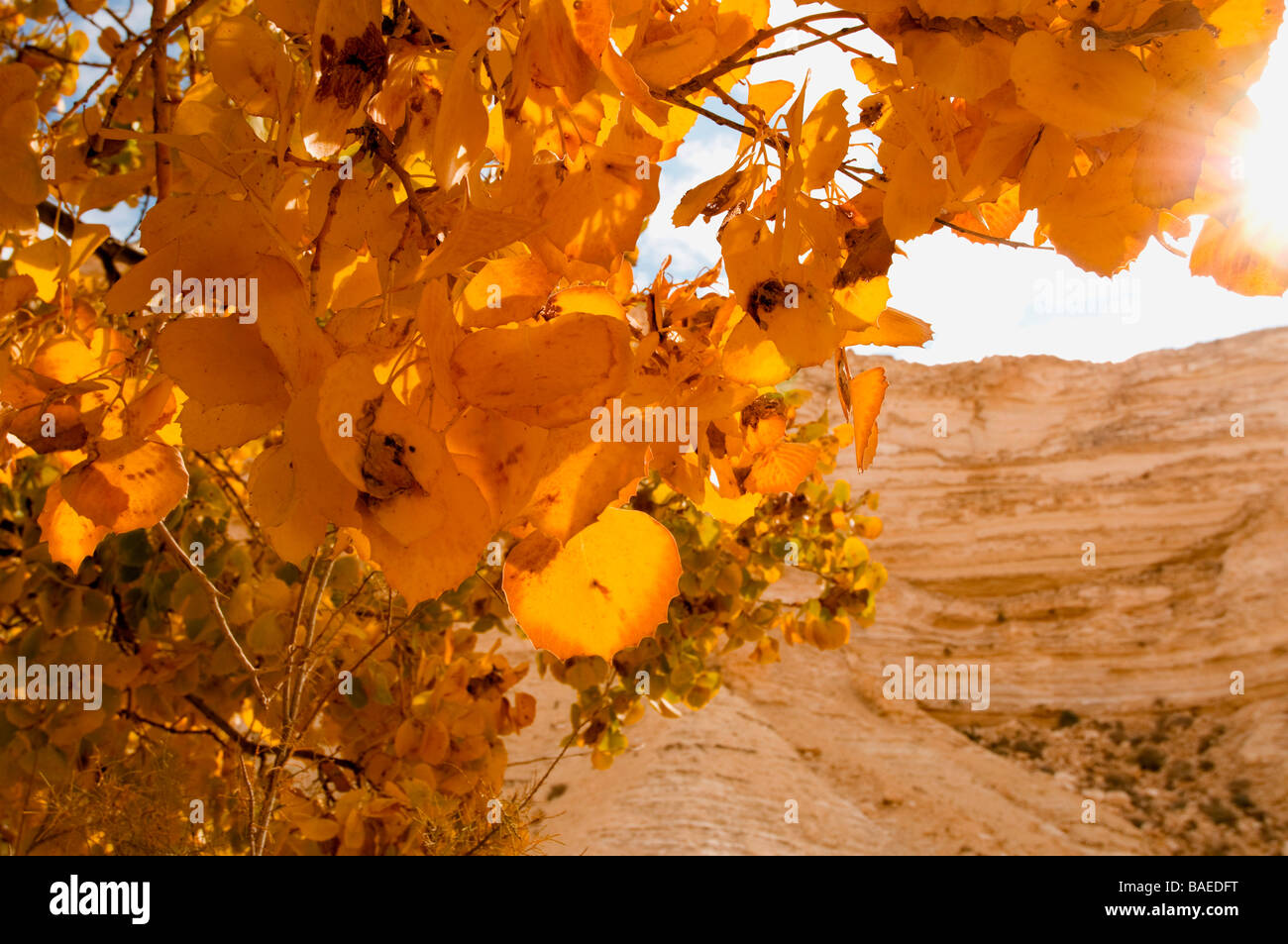 Israels Negev Wüste einen einsamen Laubbaum im Herbst Farben Stockfoto