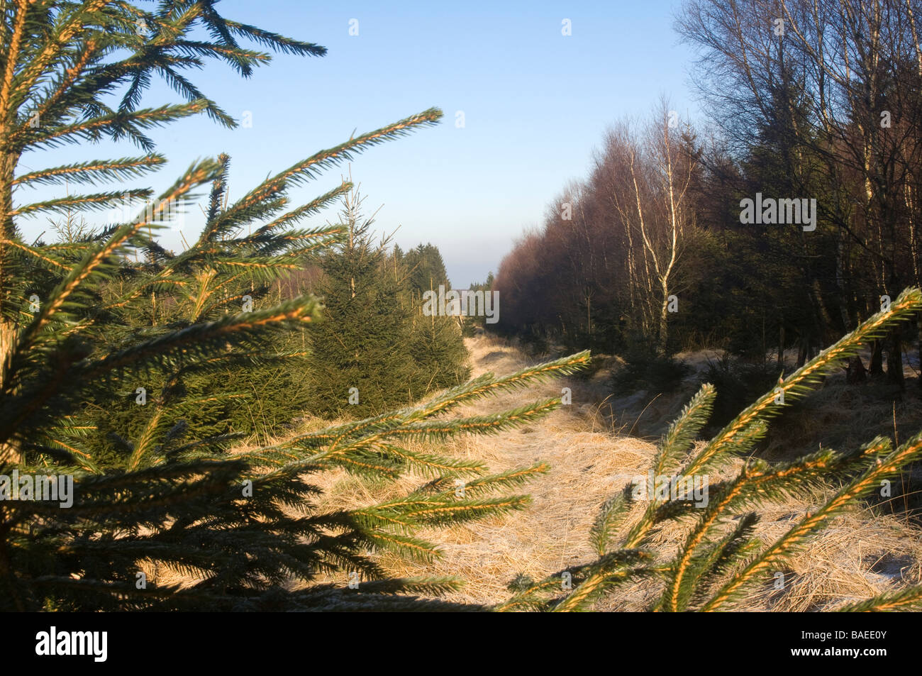 Hautes Fagnes Reserve im Winter Schwarzbusch Eupen Provinz Lüttich Belgien Stockfoto