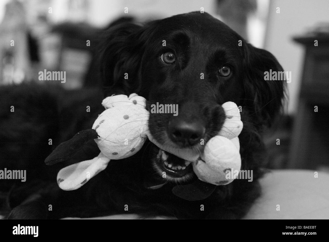 Nahaufnahme eines Hundes mit einem Spielzeug im Maul in schwarz / weiß Stockfoto