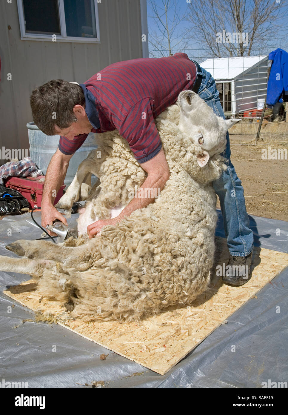 USA OREGON A Schaf Schermaschine Scheren die Wolle von einem großen Schaf auf einer Farm in der Nähe von Bend Oregon im Frühjahr Stockfoto
