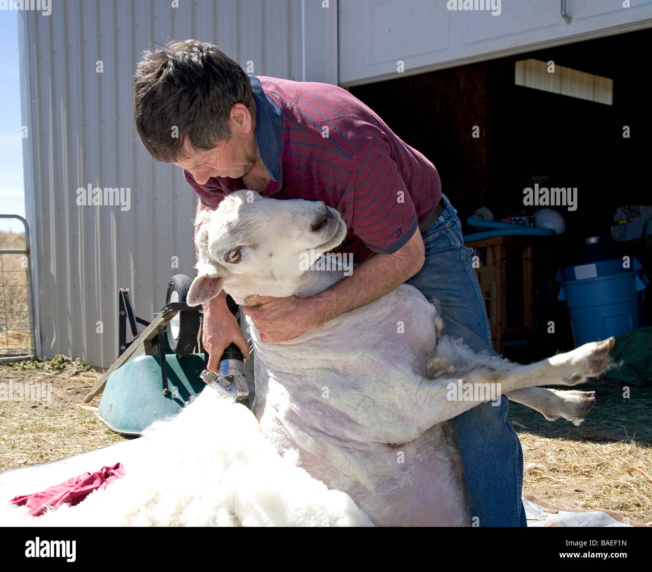 USA OREGON A Schaf Schermaschine Scheren die Wolle von einem großen Schaf auf einer Farm in der Nähe von Bend Oregon im Frühjahr. Schafschur. Stockfoto