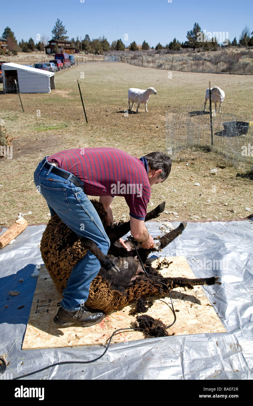 USA OREGON A Schaf Schermaschine Scheren die Wolle von einem großen Schaf auf einer Farm in der Nähe von Bend Oregon im Frühjahr Stockfoto