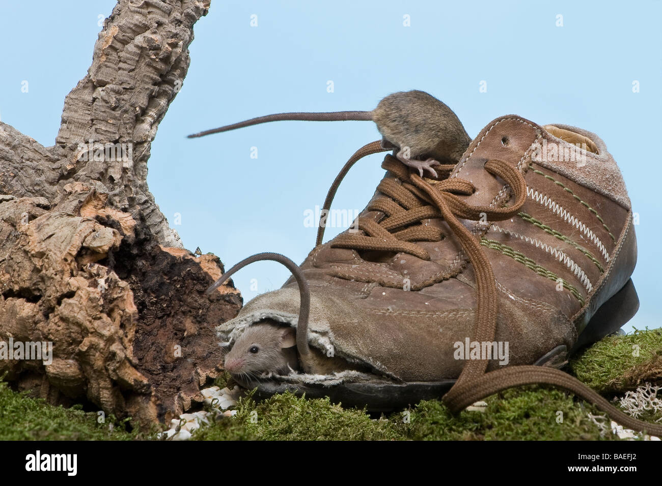 Zwei kleine Mäuse, Umzug in ein neues Zuhause einen alten ramponierten Schuh Stockfoto