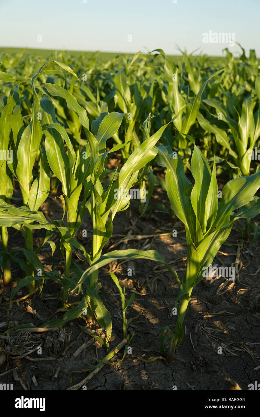ILLINOIS DeKalb Zeilen der Stiele der Mais im landwirtschaftlichen Bereich auf Bauernhof im Frühjahr Stockfoto