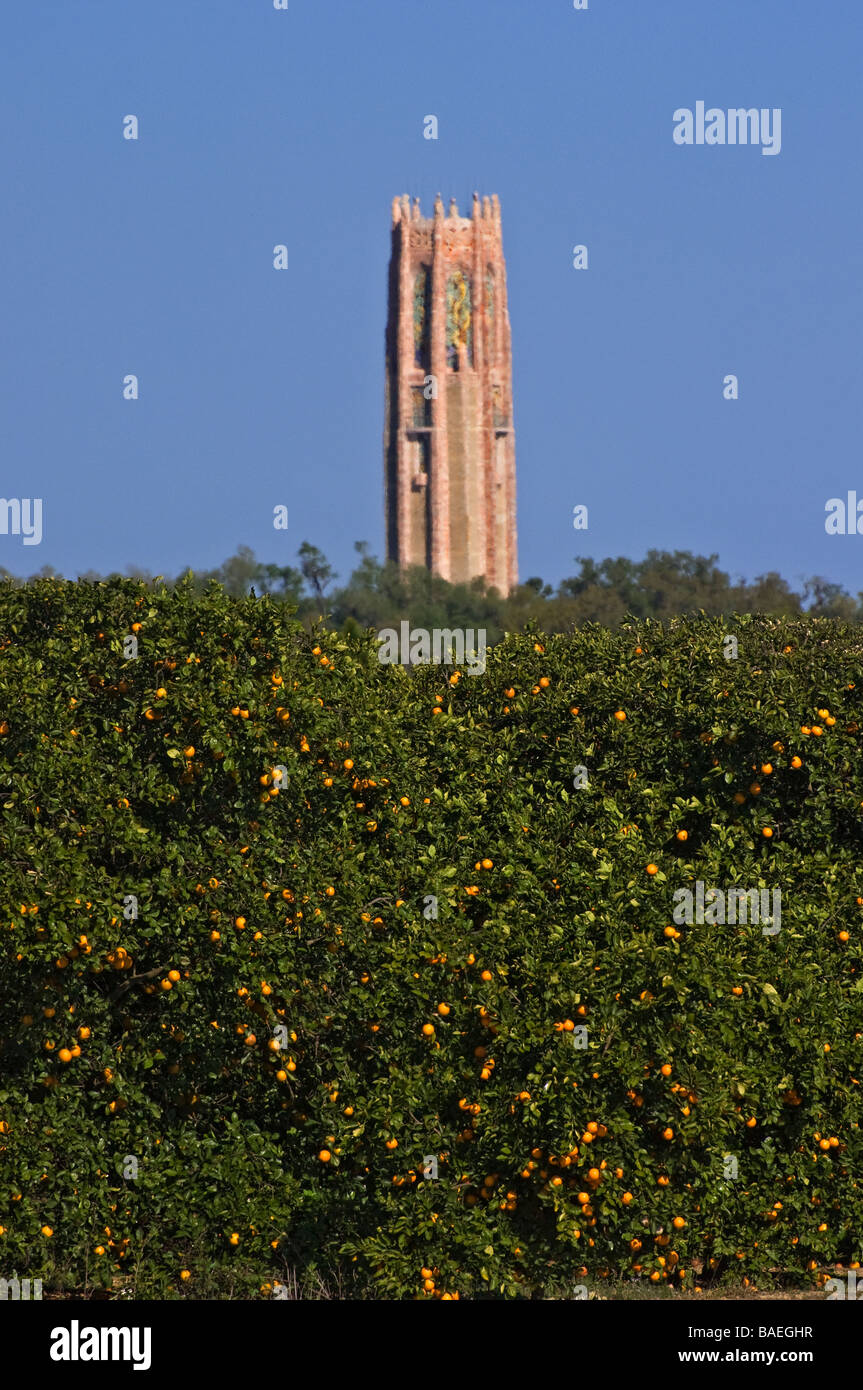 Bok Tower und den umliegenden Orangenplantagen Lake Wales, Florida Stockfoto
