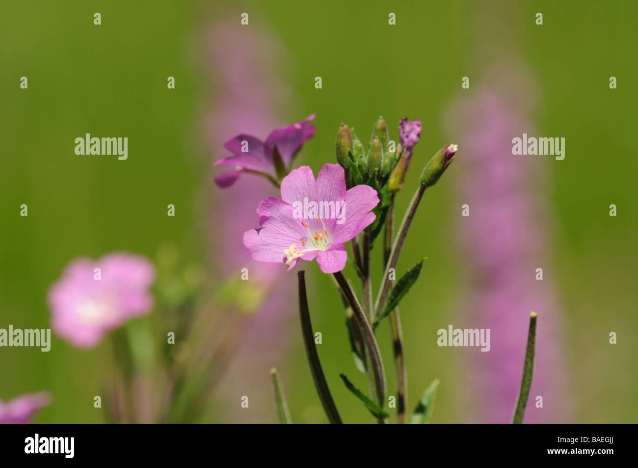Epilobium Hirsutum Pyrenäen Lleida Spanien Stockfoto